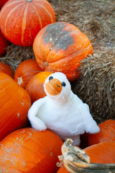 a stuffed chicken sitting among pumpkins in a pile