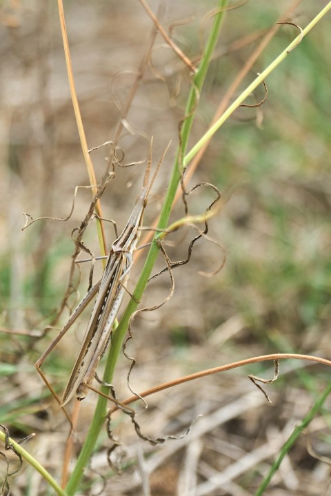 a close up of a plant in a field