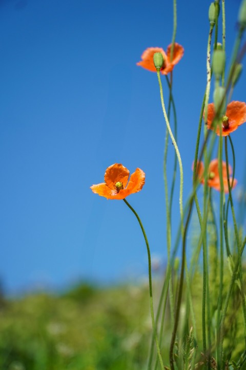 a group of orange flowers sitting on top of a lush green field