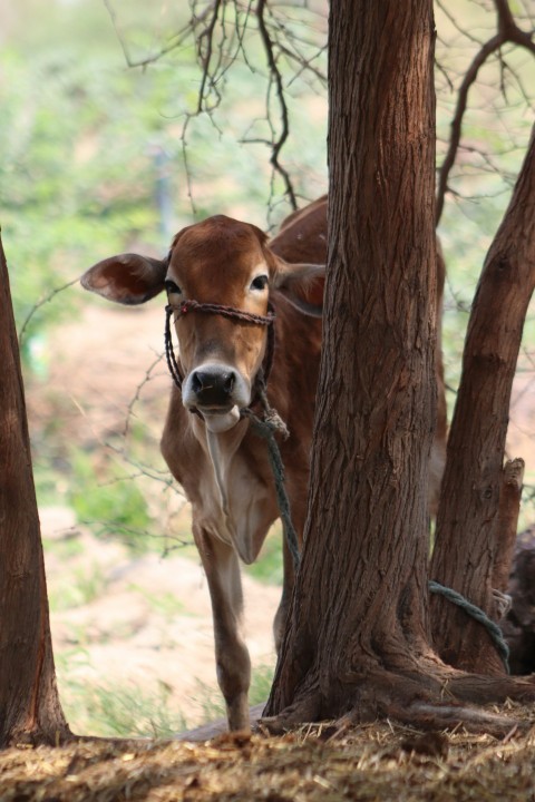 a cow tied to a tree in a forest