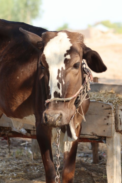 a brown and white cow standing next to a wooden bench