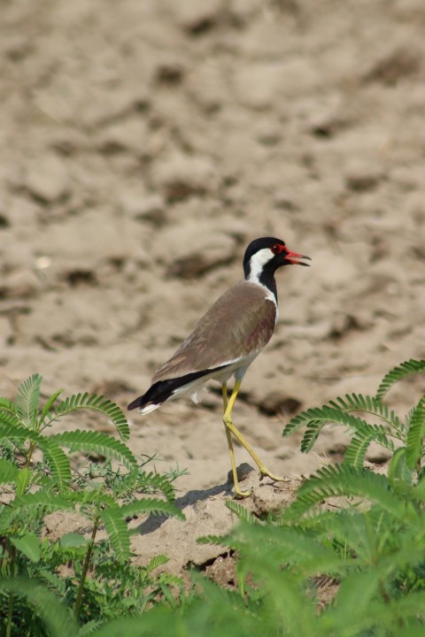 a bird standing on the ground next to some plants