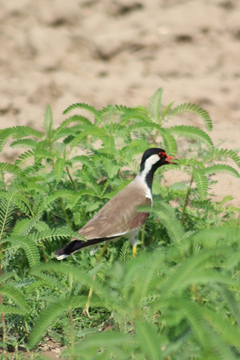 a bird standing in a field of green plants 90gul7qS