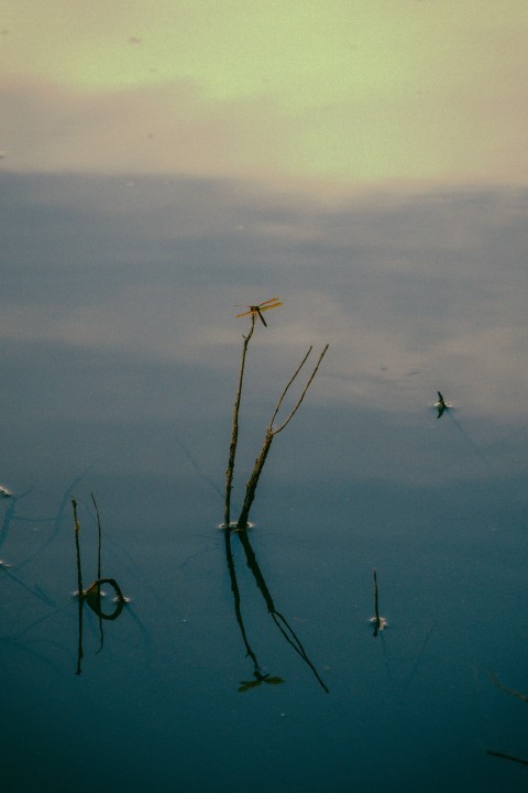 a body of water that has some plants in it