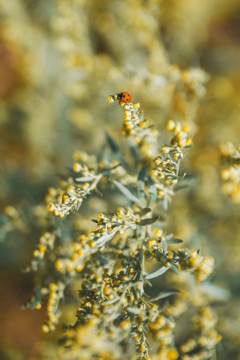 a close up of a flower with a bug on it