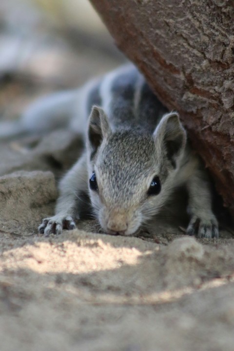 a small squirrel is hiding under a tree