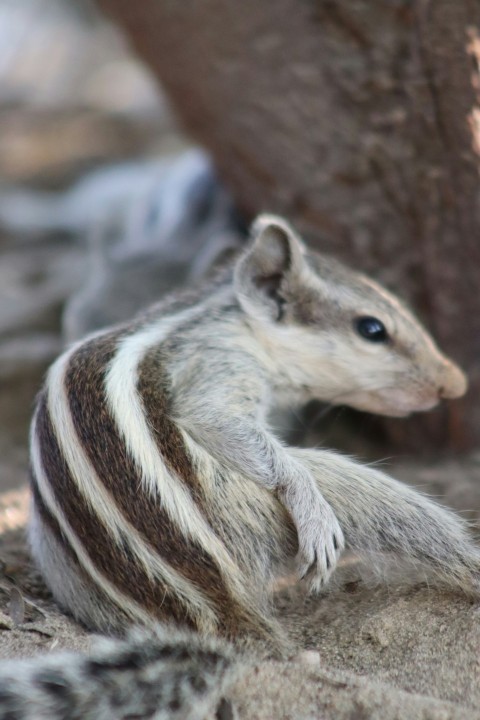 a small animal sitting on the ground next to a tree