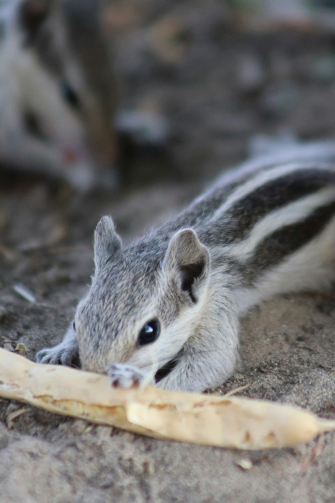 a chipper eating a piece of wood on the ground EY