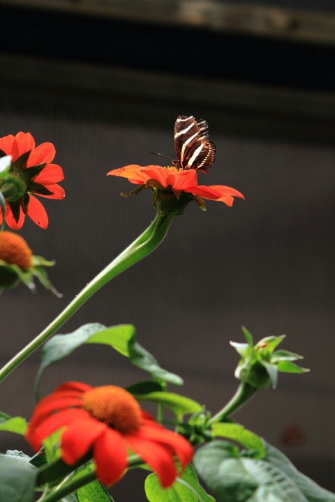 a butterfly sitting on top of a red flower _XYhi5 g