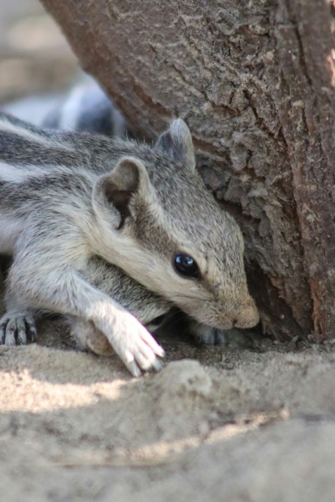 a small animal laying on the ground next to a tree