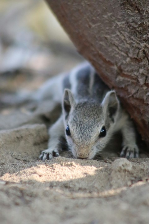 a small squirrel is hiding under a tree