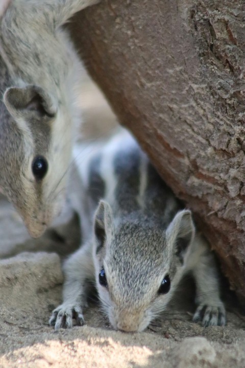 a couple of small animals standing next to each other