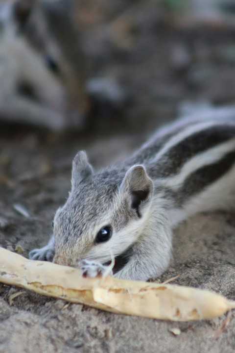 a chipper eating a banana on the ground