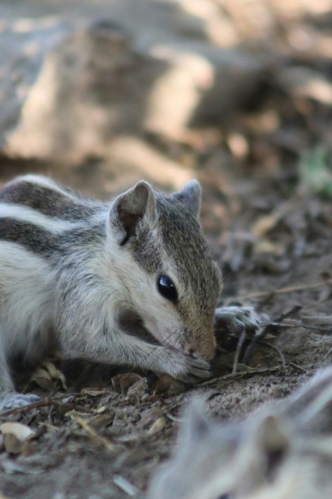 a small chipper sitting on the ground