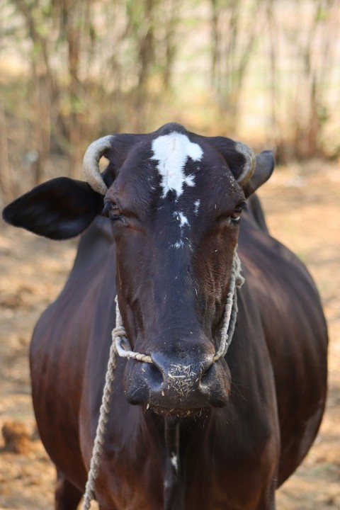 a brown cow with a white spot on its face