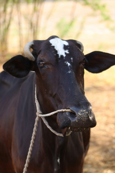 a cow with a rope tied around its neck