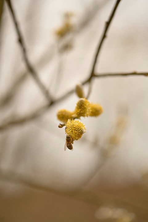 a tree branch with some yellow flowers on it