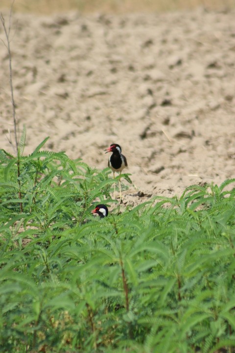 a small bird standing on top of a lush green field