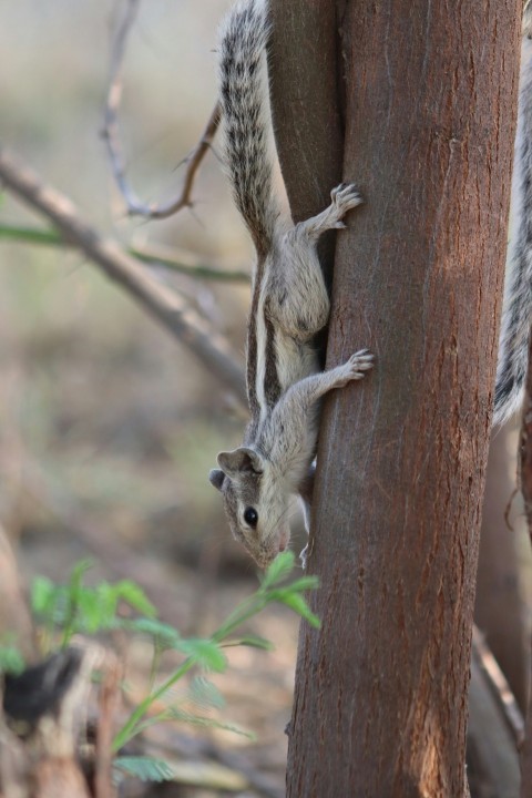 a small squirrel climbing up the side of a tree