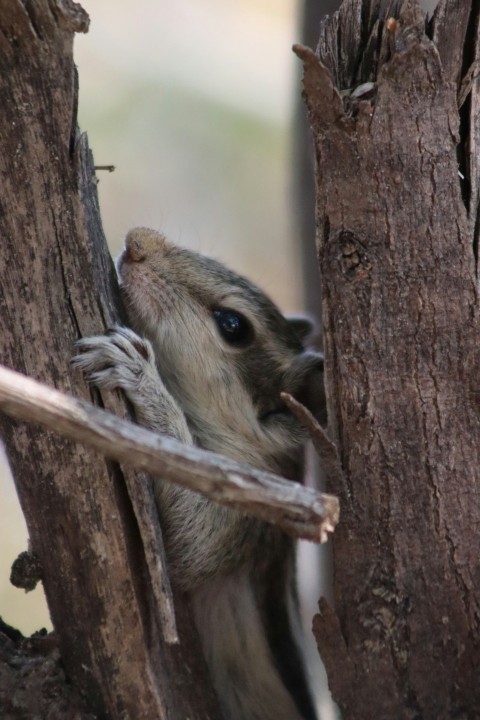 a small animal climbing up the side of a tree