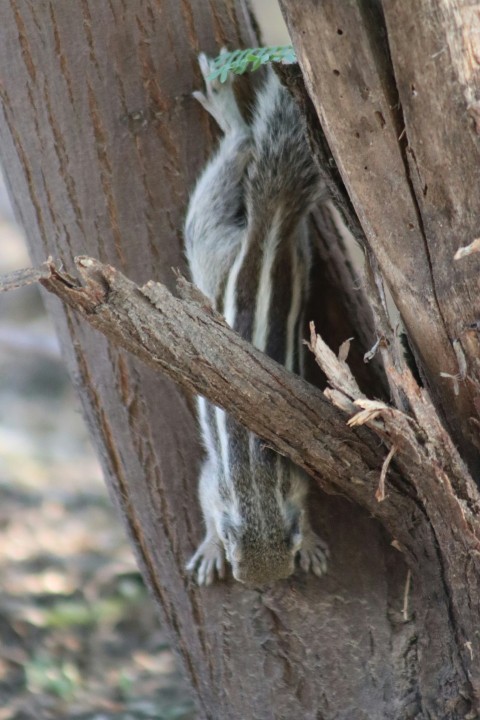 a small squirrel is climbing up a tree LvBKKIv