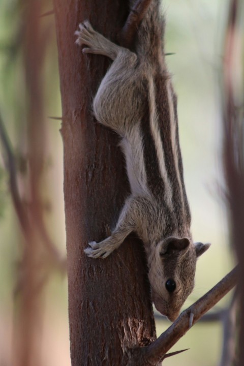 a small animal climbing up the side of a tree