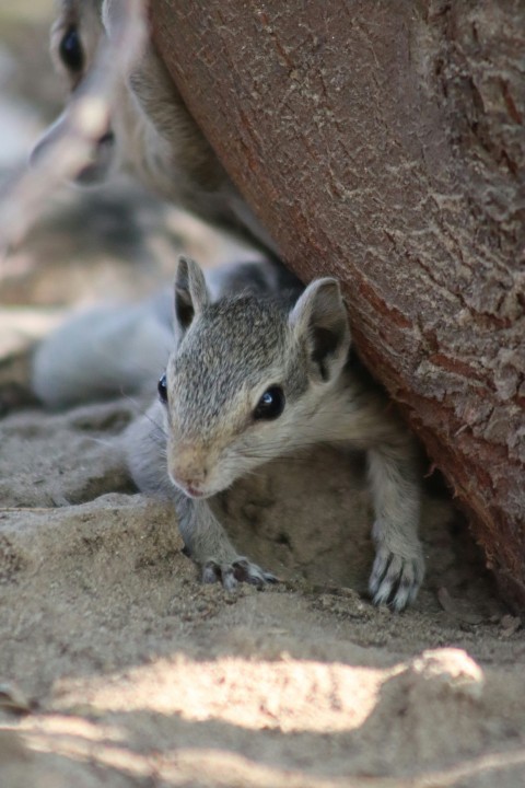 a small animal hiding under a large rock