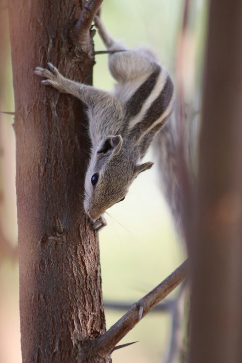 a raccoon climbing up a tree in a forest 3