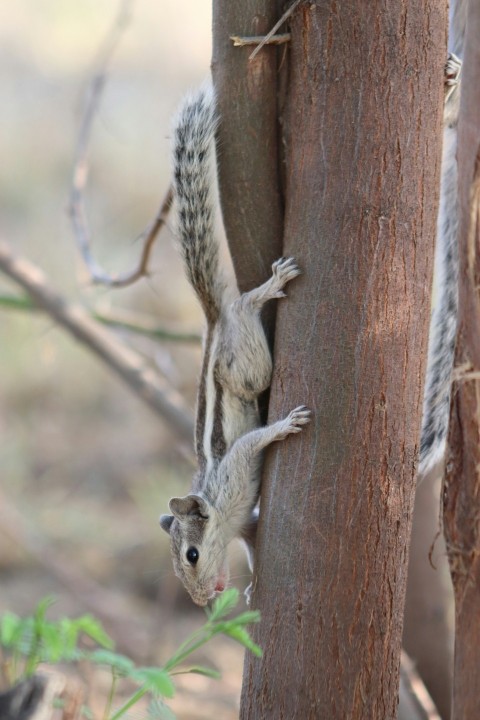 a squirrel climbing up the side of a tree