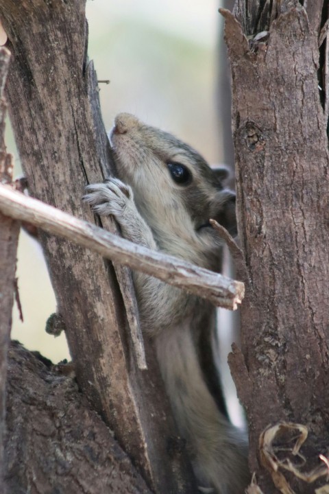 a small animal climbing up the side of a tree