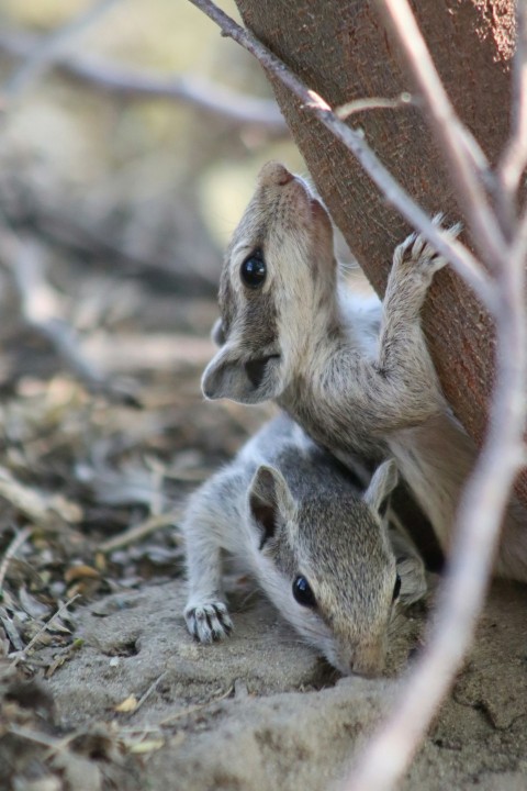 a couple of small animals standing on top of a dirt ground