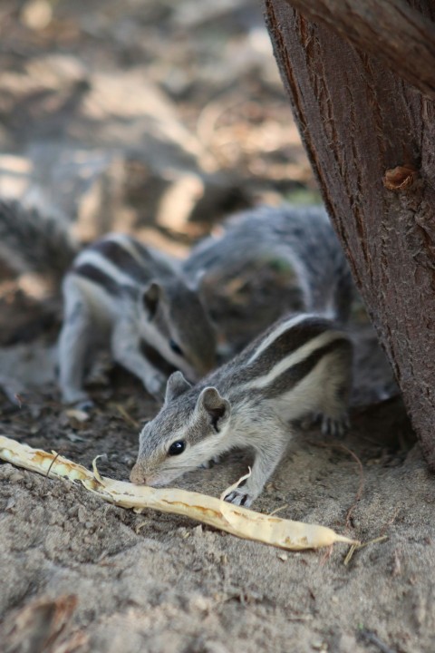 a small animal eating a banana peel on the ground