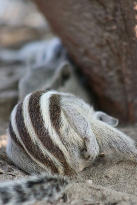 a close up of a small animal laying on the ground