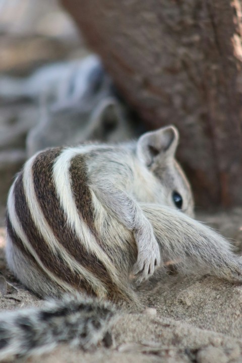 a close up of a small animal laying on the ground