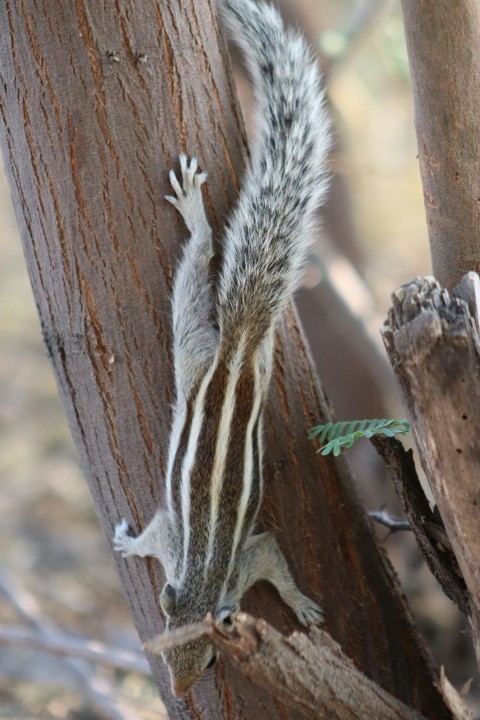 a squirrel climbing up the side of a tree
