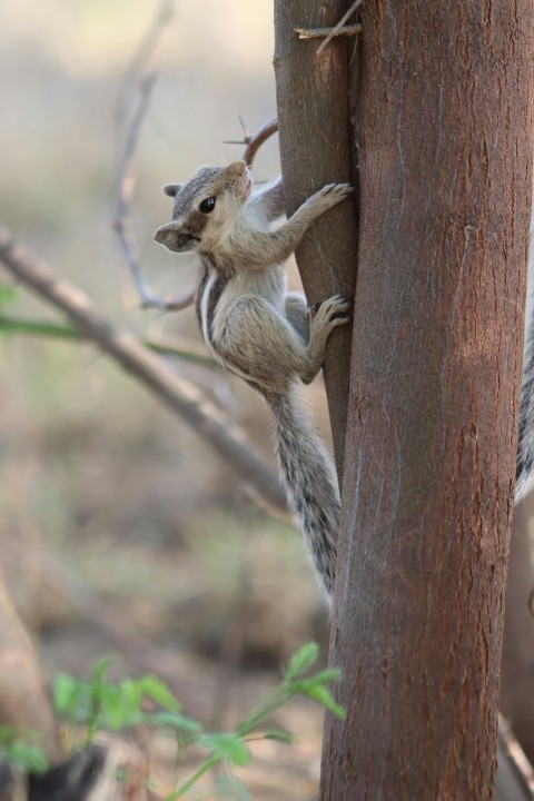 a squirrel climbing up a tree in the woods