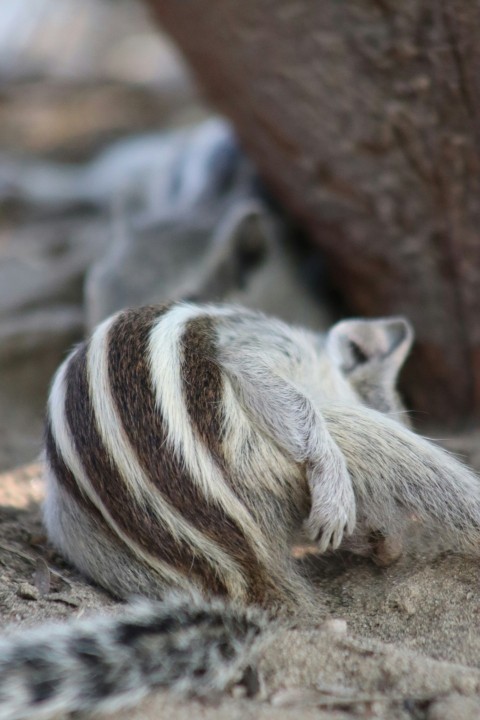 a striped animal laying on the ground next to a tree