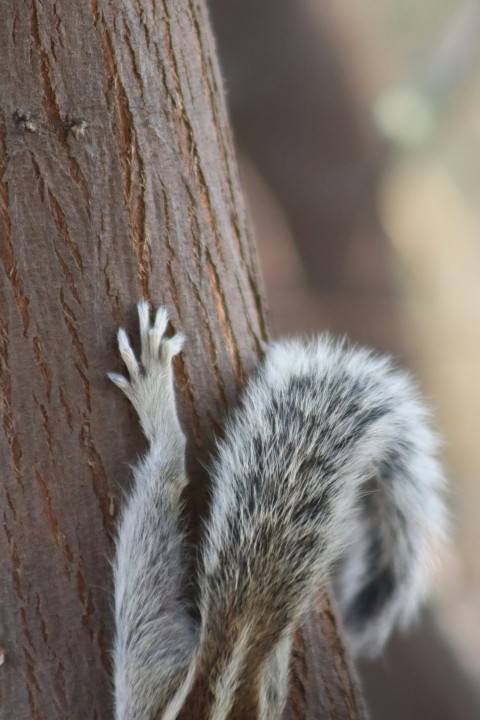 a small squirrel climbing up the side of a tree