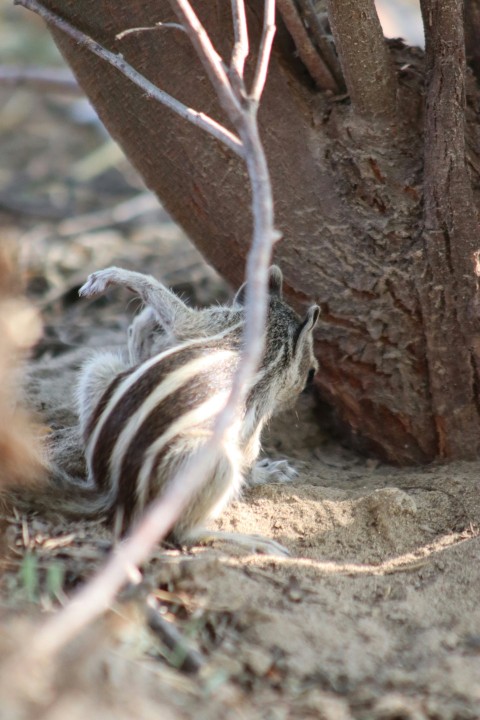 a small bird sitting under a tree in the dirt