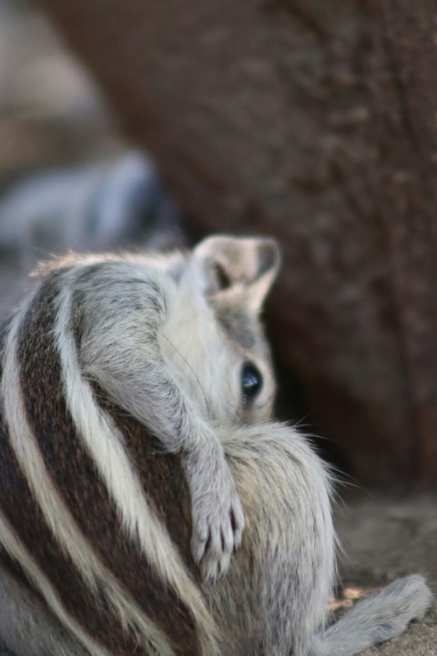 a close up of a small animal on the ground