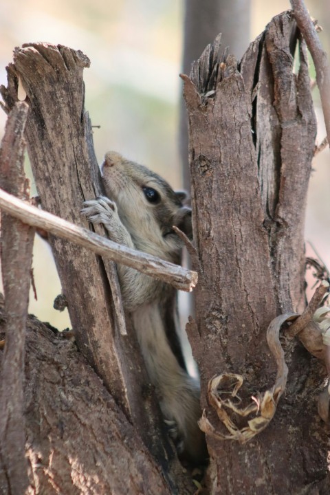 a small animal climbing up a tree branch Wh9L