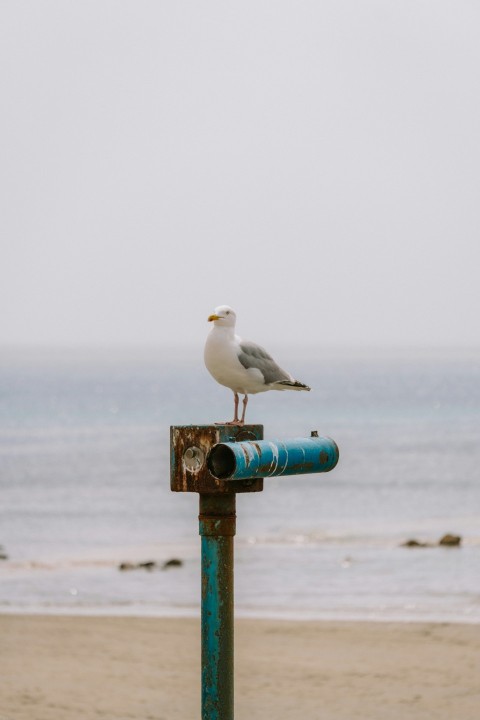 a seagull sitting on top of a blue pipe on a beach A