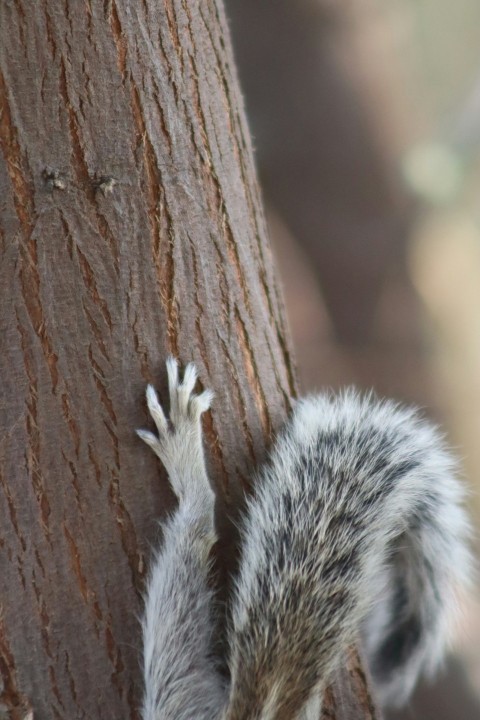 a small squirrel climbing up a tree trunk