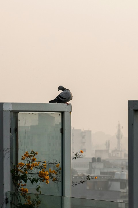 a bird is sitting on top of a building