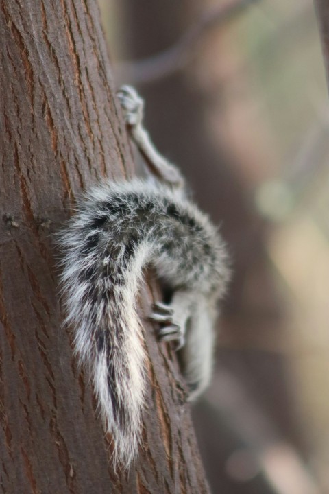 a small squirrel climbing up a tree trunk R8DArcbjo