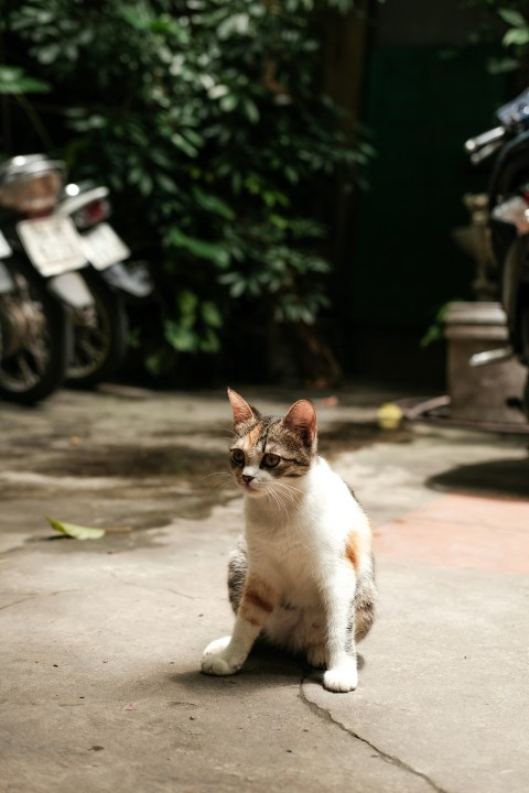 a cat sitting on the ground next to a motorcycle 4IIJ