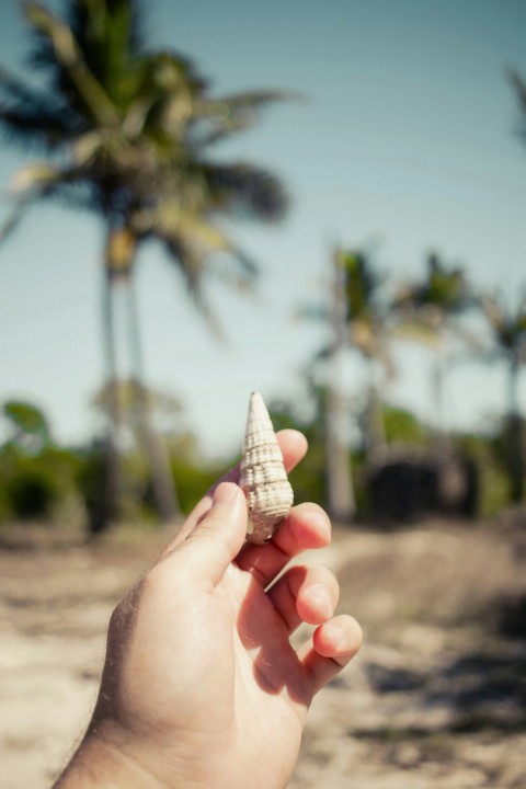 a hand holding a small shell in front of palm trees