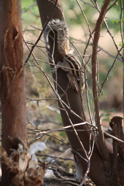 a bird sitting on top of a tree branch