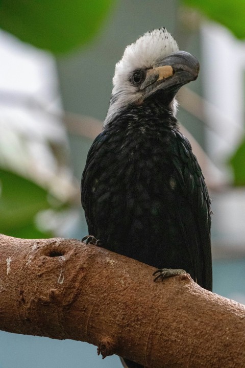 a black and white bird sitting on top of a tree branch