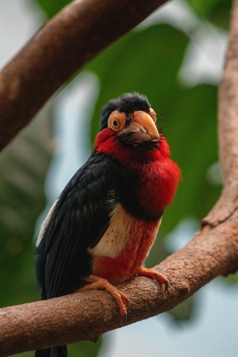 a colorful bird perched on a tree branch IKRMMf6W